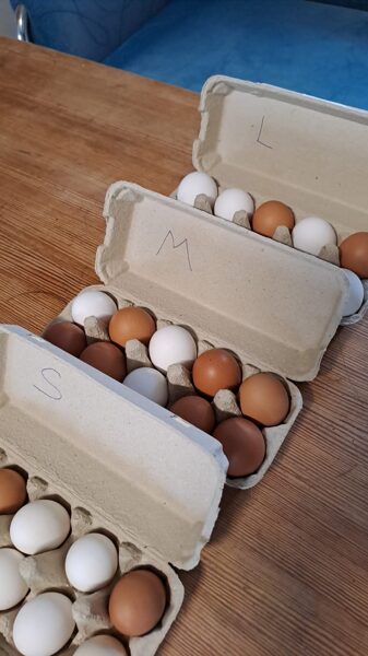 BIO mājas vistu olas L izmērs, 10 gab. kastītē