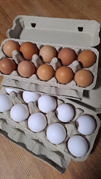 BIO mājas vistu olas dažāda izmēra, 10 gab. kastītē