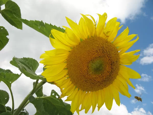 Foto Justīne