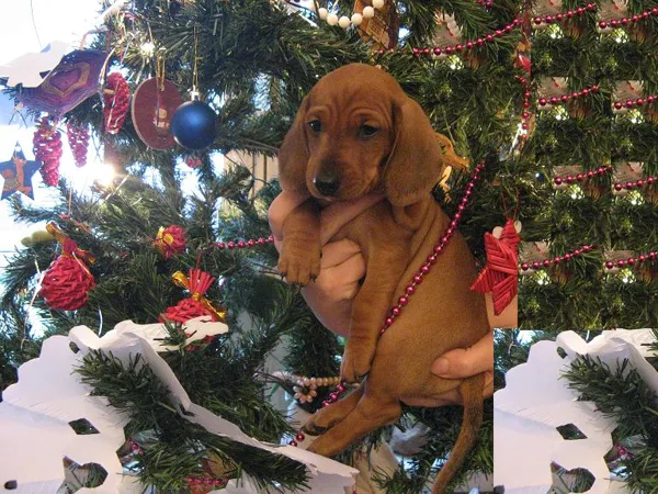 Bildēja tētis