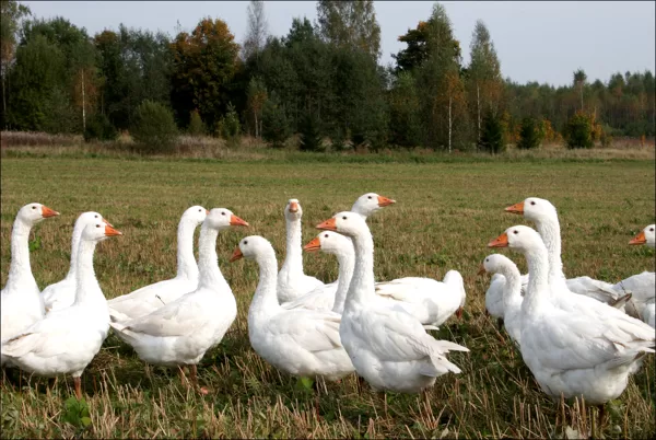 Bildēja tētis